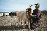 Züchter mit Kaschmirziege in der Gobi