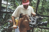 Interesse an der Kameraarbeit: Szene aus der 37-Folge Leb wohl, Orang-Utan 