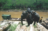 Arbeitselefant am Mekong