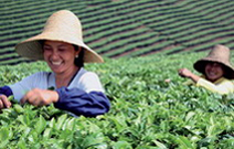 Tee-Ernte in der südchinesichen Provinz Yunnan